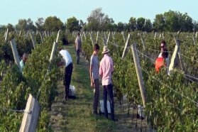 Censan establecimientos vitivinícolas de Entre Ríos